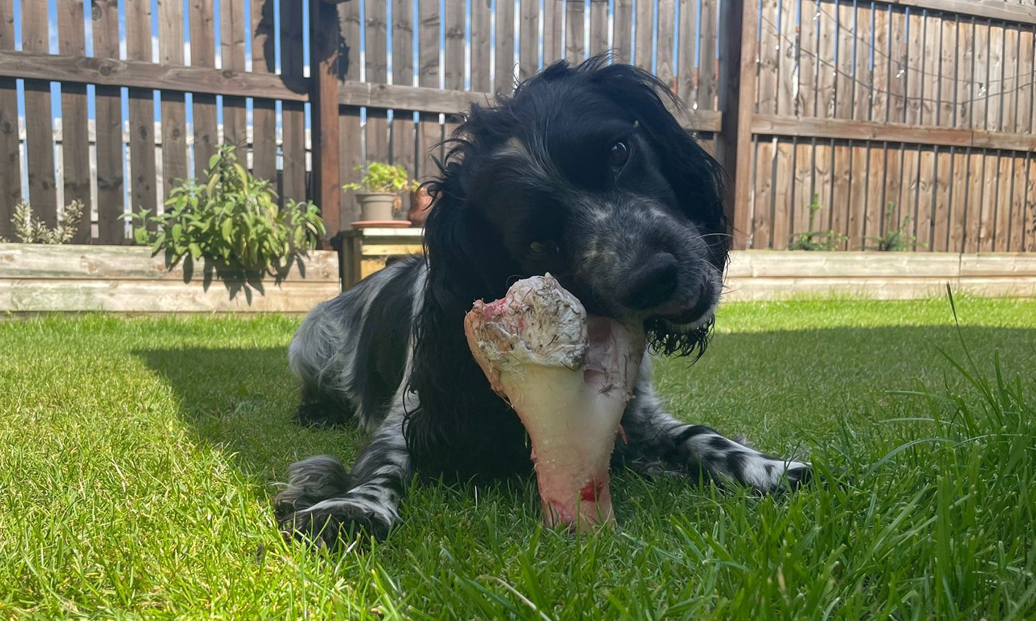 dog-n-bone Dog eating a bone on grass